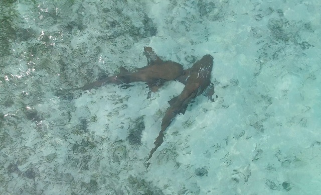 Discovery Channel Lemon sharks.